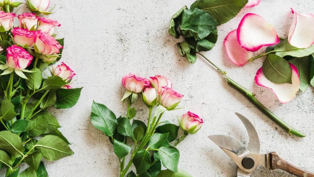 Rosen richtig pflanzen