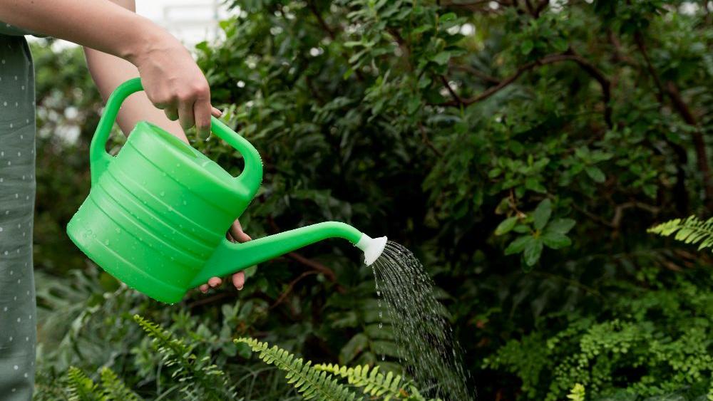 Pflanzen richtig giessen - Pflanzenbewässerung Sacher Immobilien