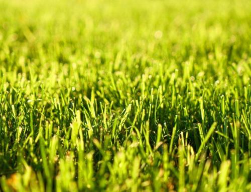 Rasenpflege – Rasen richtig pflegen