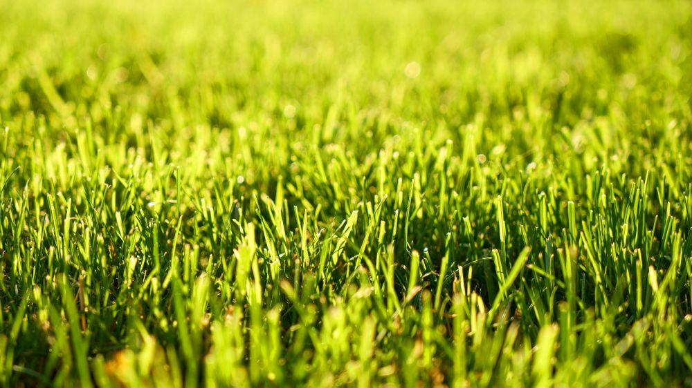 Rasenpflege Mühlhausen, Eisenach, Duderstadt, Bad Langensalza