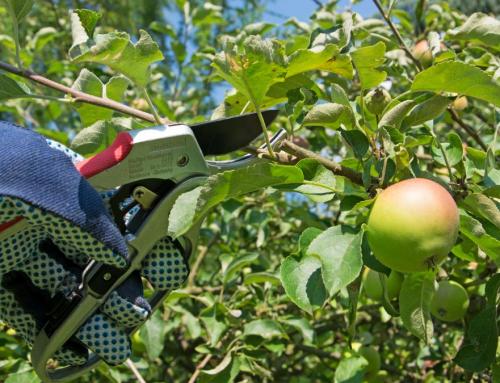 Apfelbäume richtig schneiden
